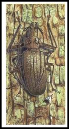 49 Giant Fijian Wood Boring Beetle